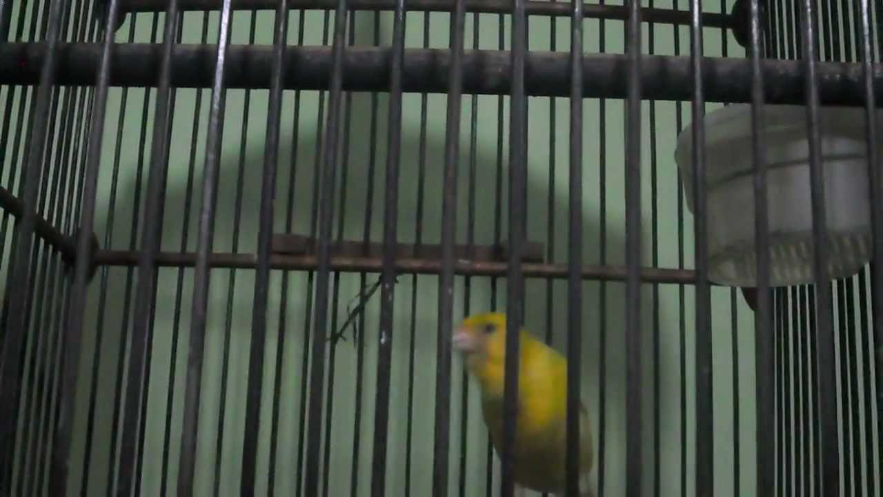  burung  kenari  taiwan gacor  YouTube