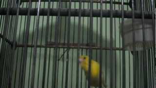 burung kenari taiwan gacor