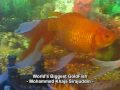 Worlds one of the biggest goldfish in hyderabad  mohammed sirajuddin