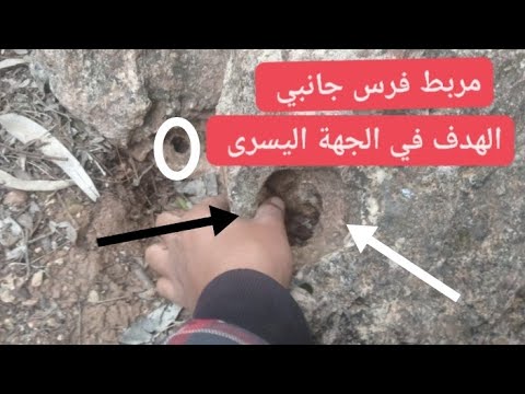 إشارة مربط فرس هدفها في الجهة اليسرى