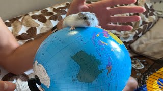 What will a hamster do if it is placed on a globe?🐹