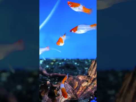Видео: Лучшая рыба для 55-литрового аквариума