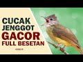 CUCAK JENGGOT GACOR EMOSI KONSLET. FULL TEMbakan dan besetan SADIS .  BURUNG ASLI 2023