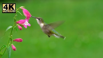 4K Ultra HD Video || A ruby throated hummingbird gathering nectar