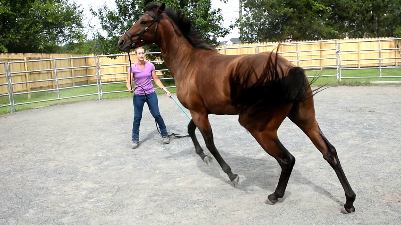 Tara Jones--Training Session-- Luna learning how to lunge in the cavesson