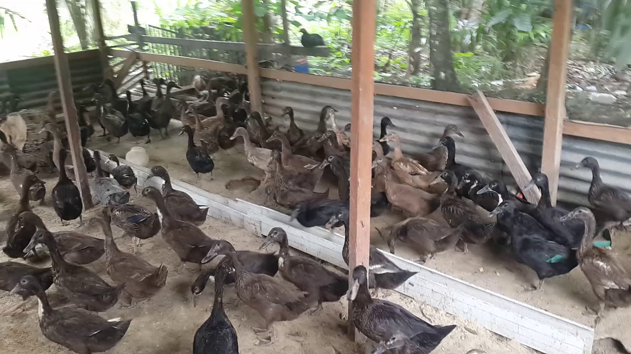 Bebek petelur 100 ekor 
