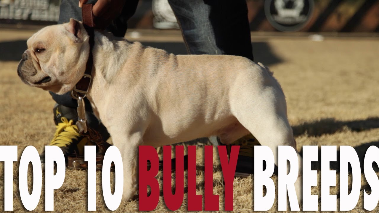 THESE 10 BULLY BREEDS ARE TAKING THE WORLD BY STORM! 