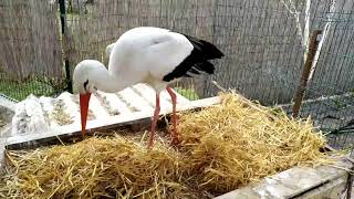 Stork Beak builds the nest
