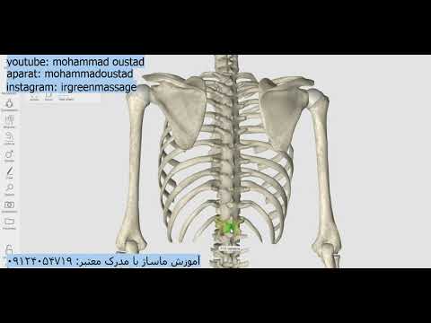 آناتومی مهره های سینه ای