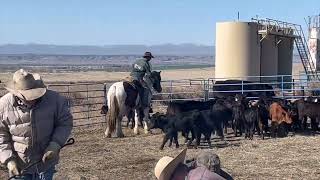 LarryDraft Cross Gelding Legend Buttes Horse Sale