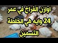أوزان الفراخ في عمر ٢٤ يوم وتعالوا نشوف ايه هي 