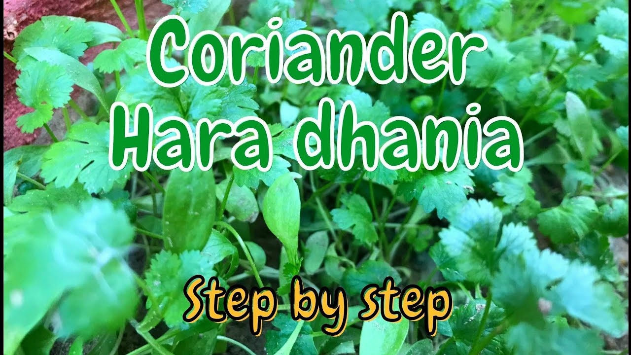 How to Care and Grow Coriander Hara Dhania at home Easy step by step