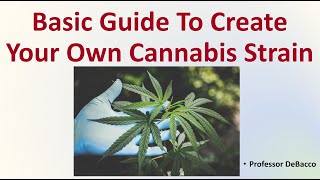Basic Guide To Create Your Own Cannabis Strain