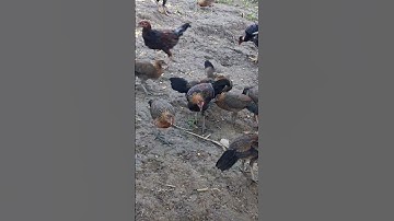 gà rừng siêu đẹp.qaib qus zoo nkauj