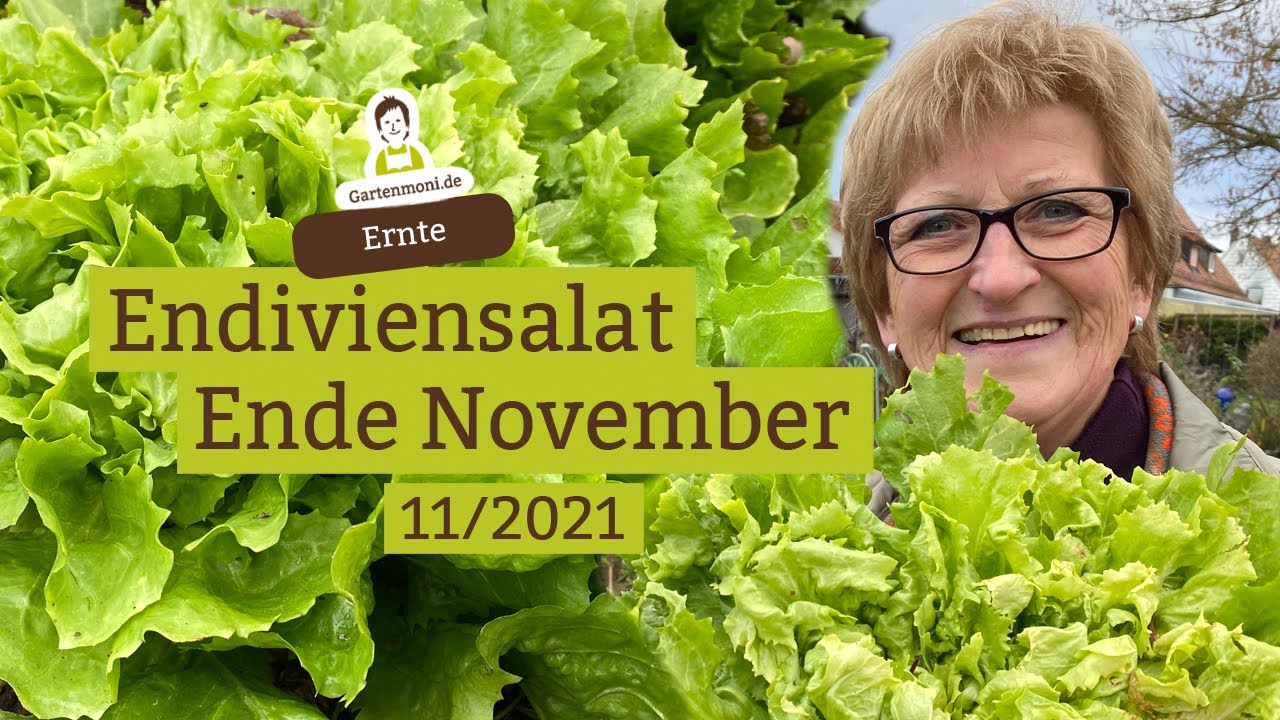 Endiviensalat ernten - Feste Riesen-Kpfe Ende November