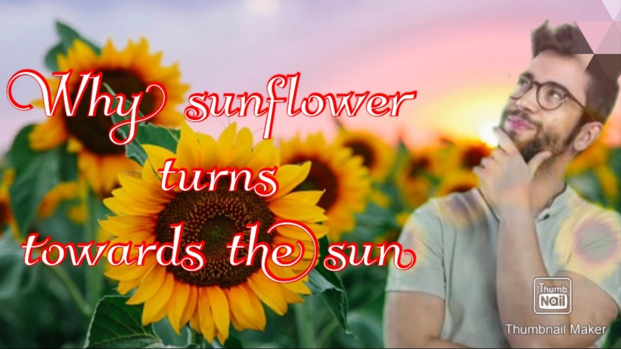 सूरजमुखी सूर्य की ओर क्यों turn कोरते है!!why sunflower turns towards
