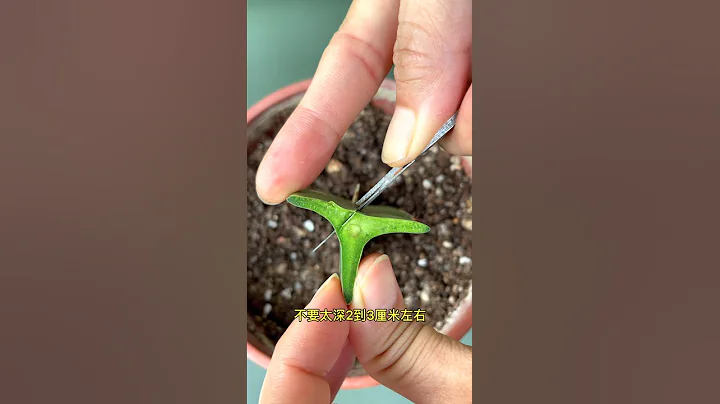 火龍果嫁接蟹爪蘭 - 天天要聞