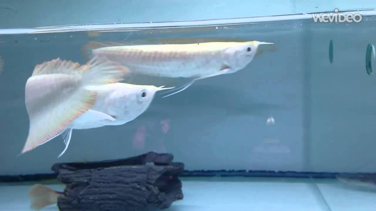 Albino silver arowana ( red eyes ) - YouTube
