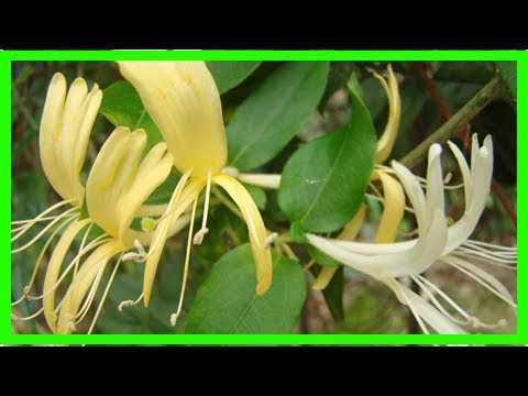 Vídeo: Madressilva madressilva: plantio e cuidado