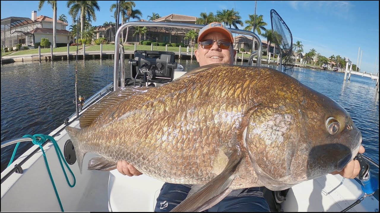 Tiny Canal Holds Huge Schools Of Giant Fish (Fishing Saltwater In Florida)  Catching Big Black Drum 