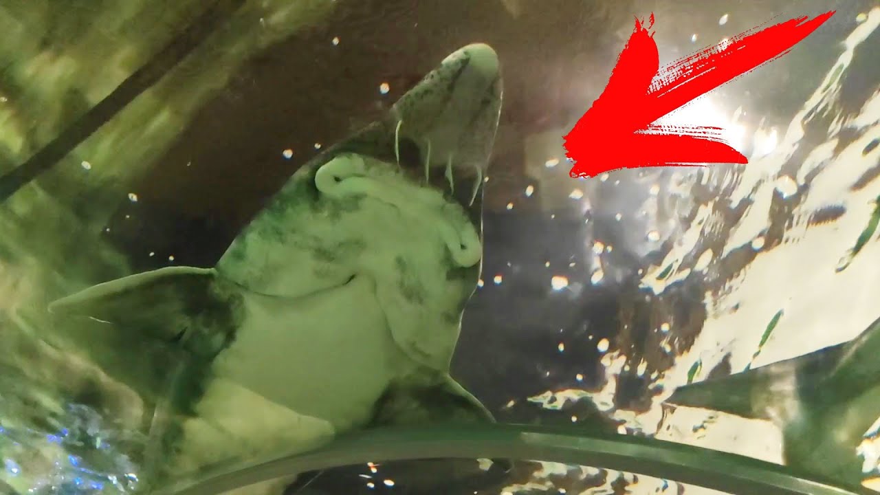 ЭТО ПИСЕЦ! Посмотрите, Что Творится Под Водой Какие Плавают Гиганты ...