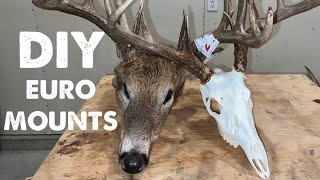 European Deer Skull Mount! DIY Bright White Skull Every Time! HOW TO*