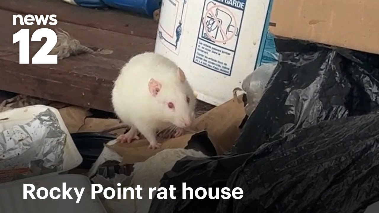 Long Island home overrun with 200 pet rats; woman faces charges | News ...