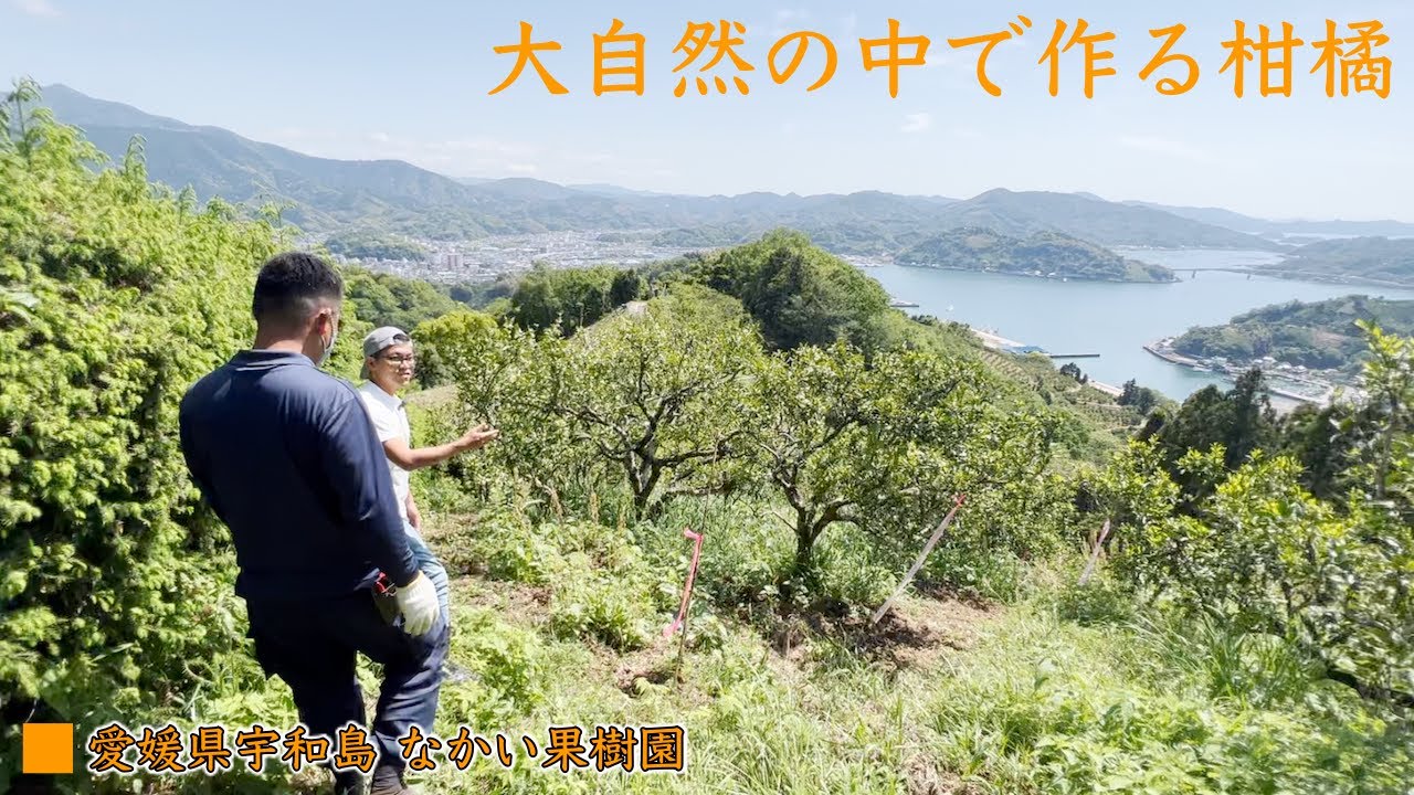 自然農法で作る柑橘！！露地でのみかんの育て方や動物対策など②【愛媛県 なかい果樹園 水木さん】Citrus made by natural farming!