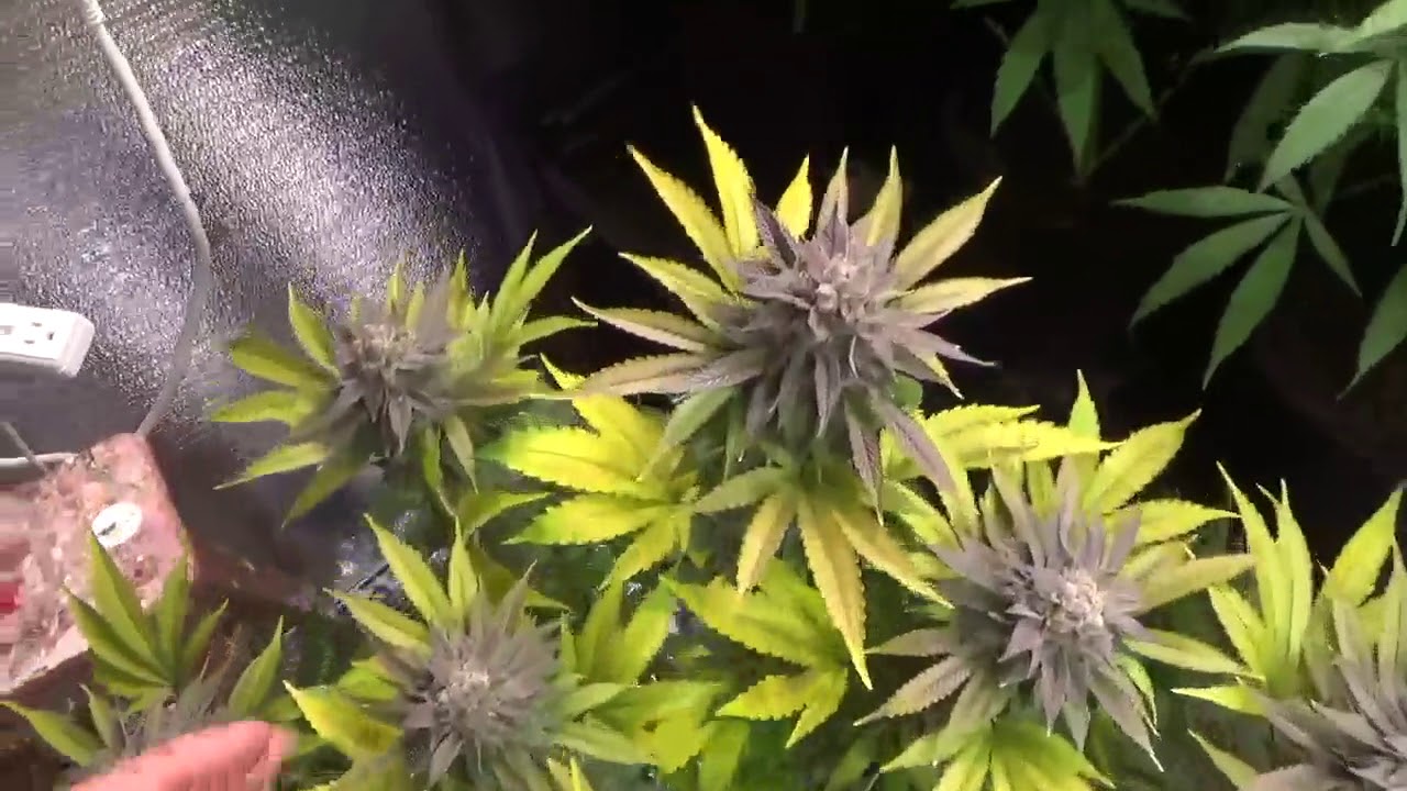 Citrus Sap Harvest | Defoliation Comparison