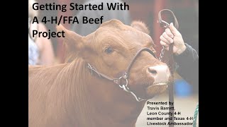 Getting Started With A 4H Beef Project
