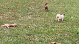 Boston Terrier Puppies For Sale