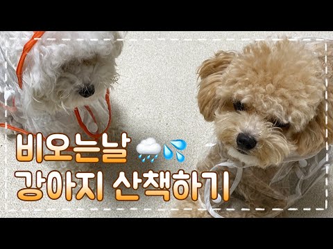 비오는날 강아지 산책 방법 I 장마철 일상 브이로그 I Rainy Day Vlog