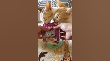 Thumbnail of #music #christmas #ukulele #cover #kitten #cat #song #cats #catlover #kittten