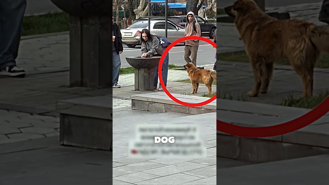 Girl Gives Water to Stray Dog 🦮❤️ #dog