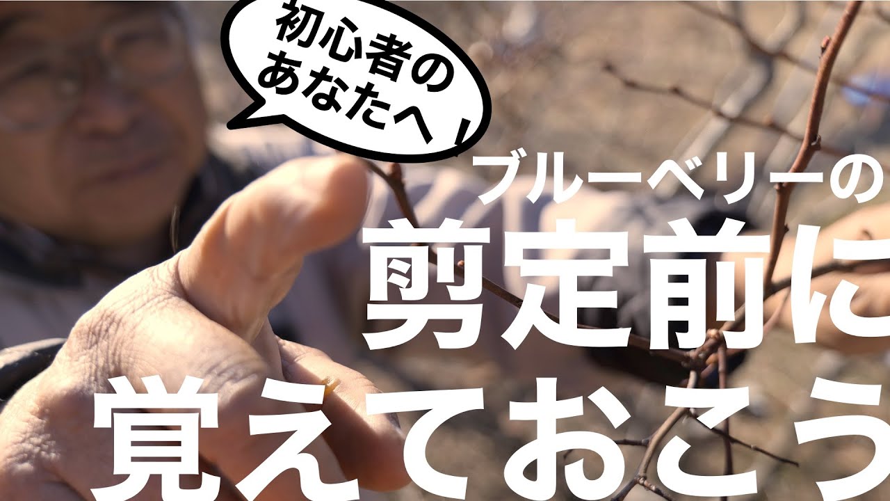 ブルーベリーの剪定 　覚えておきたいこと【プロ歴40年が初心者に最低限必要だと思うこと】