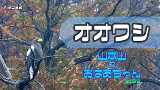 【野鳥観察 file032】 山本山のおばあちゃん