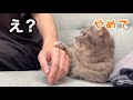 パパの隣でウトウトする猫を撫でてあげたら、まさかの展開に...