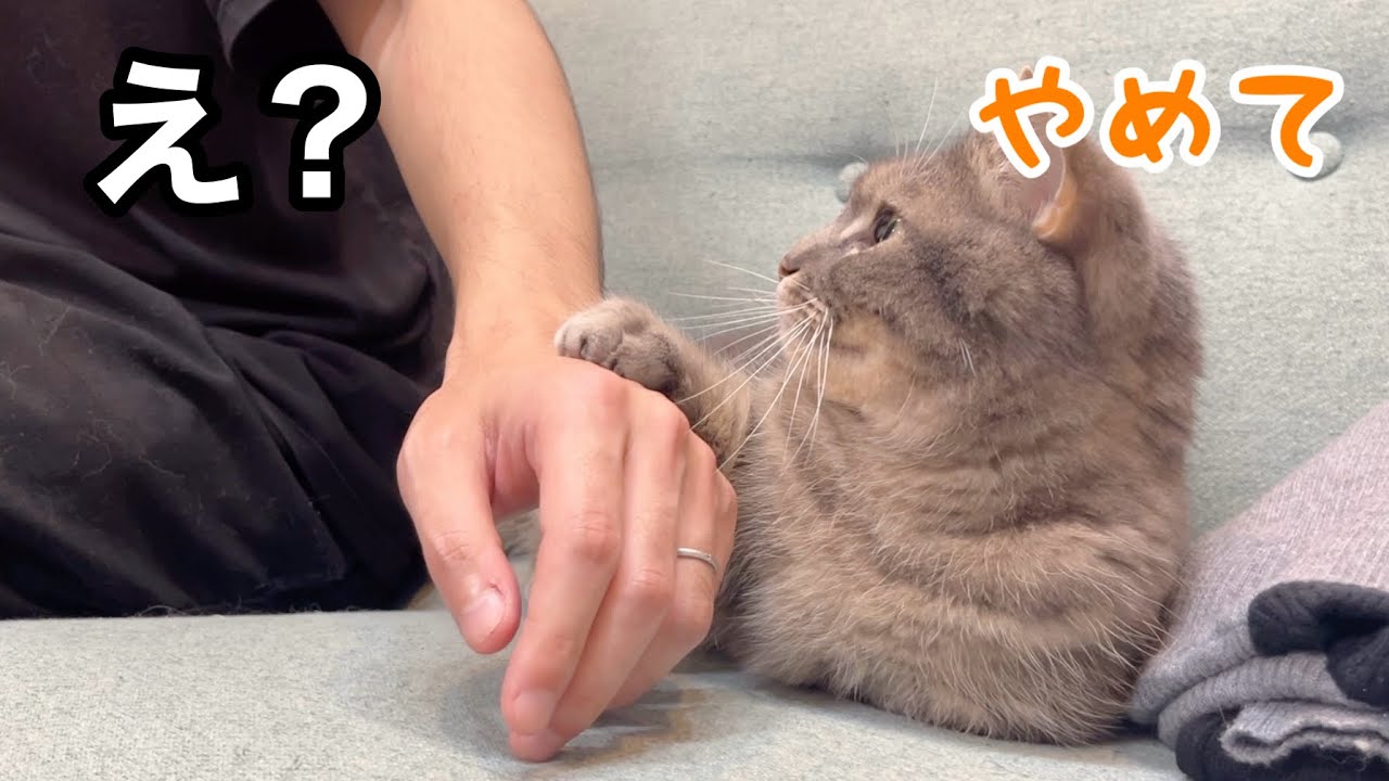 パパの隣でウトウトする猫を撫でてあげたら、まさかの展開に...