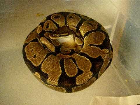 Ball python sitting on eggs