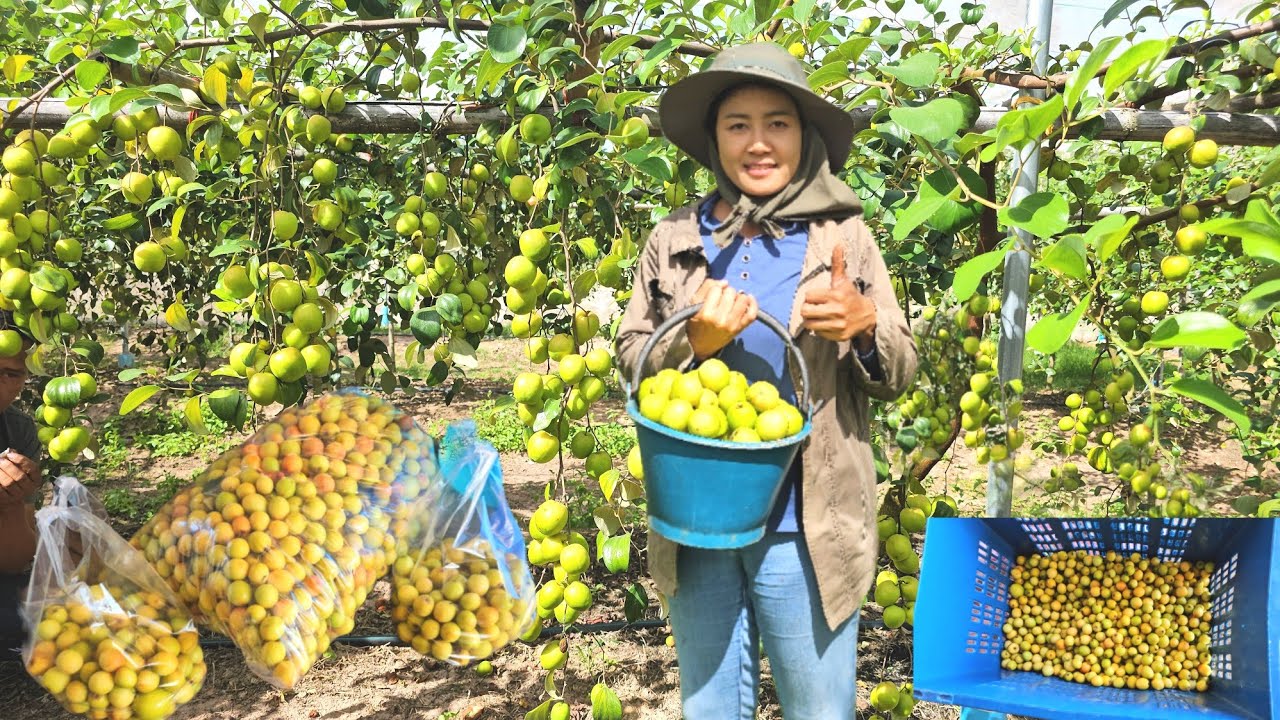 #เปลี่ยนจากพื้นที่นามาปลูกพุทรากางมุ้งปลูก1ถึง2ปีเก็บผลผลิตได้แบบยาวๆมีเท่าไหร่ก็ไม่พอขาย