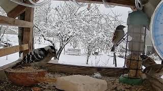 Dzięciołek I Krogulec W Tle - Karmnik Stary Sącz - 21 11 2025