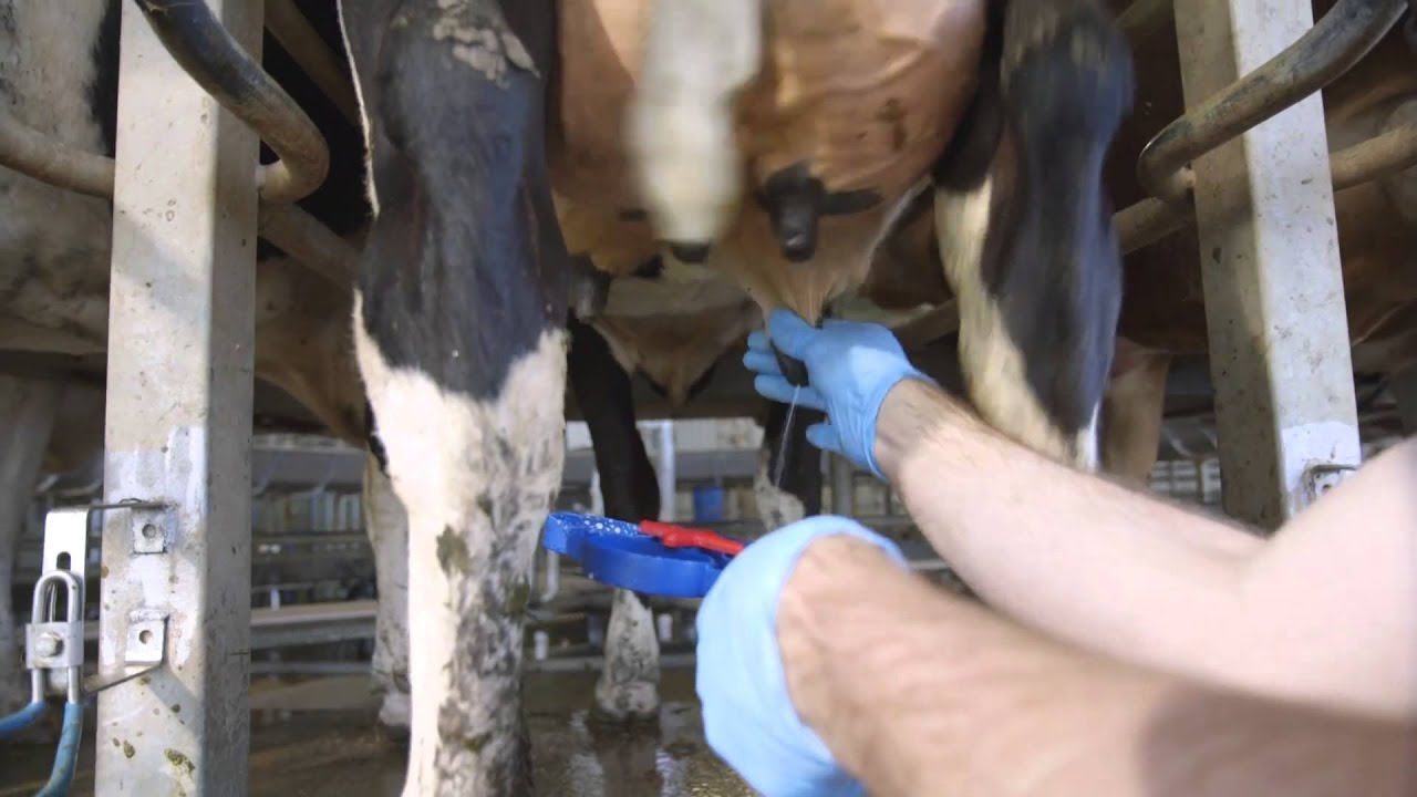 Using a Rapid Mastitis Test