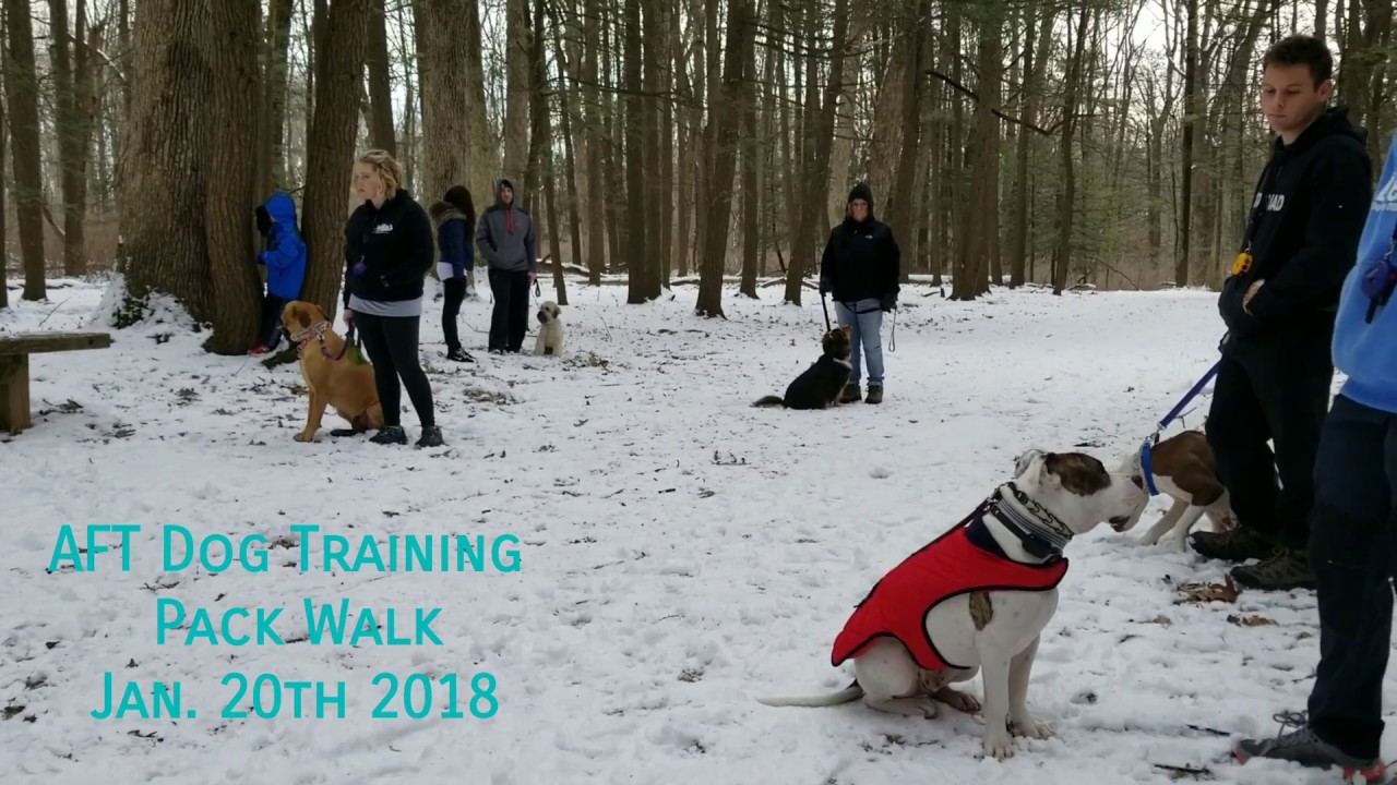 AFT Dog Training Pack Walk Jan 20th 2018 YouTube