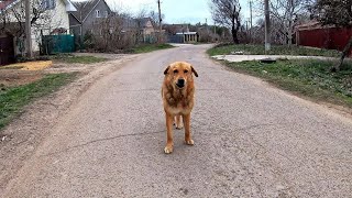 Friendly Stray Dog Walks the streets and Smiles to People in the Hope they will Feed her