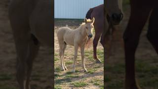 Our TINY Foal Is Growing FAST! #shorts #foal #babyhorse #adorable #equine #love