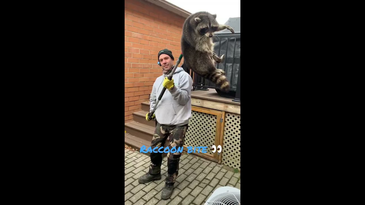 Raccoon Attack Swatwildlife Raccoonremovaltoronto We Serve Protect Your Home