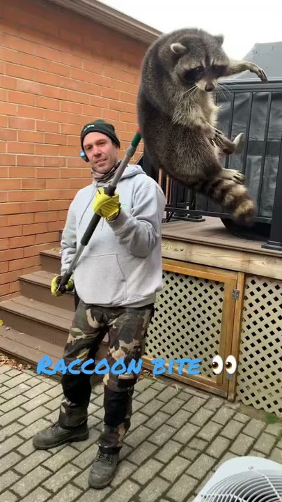 Raccoon attack! #swatwildlife #raccoonremovaltoronto We Serve & Protect Your Home