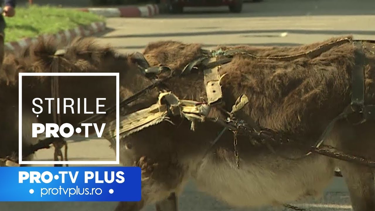 Județul Teleorman, pol al sărăciei, în ciuda potențialului uriaș. „Copiii sunt infractori”