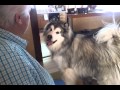 Avalanche Malamute excited to go to Grandma's