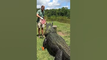 BITE FORCE! #shorts #alligators #wildlife
